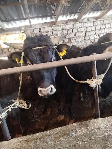 ящик для документов: Продаю | Бык (самец) | На откорм | Привязанные — 1