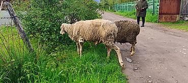 гибкий резервуар для воды: Продаю | Овца (самка) | Для разведения | Матка — 1