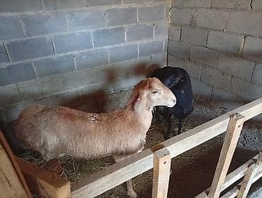 эдилбай кой: Продаю | Баран (самец) | На забой — 3