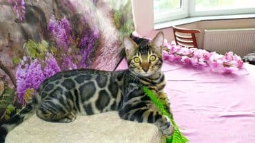 новорожденные котята: Бенгальские Детки .проф питомник Бен Гла Мур. предлагает Девочек и — 1