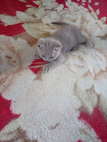 я ищу котят: Шотландский котёнок, окрас лиловый (пастельно‑серый). Плюшевая — 5
