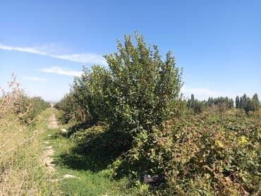 купить дом в киргизии на иссык куле: 200 соток, Для сельского хозяйства — 10