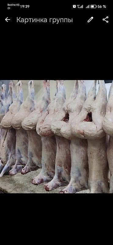 Асалому алейкум Бишкек шаары выезд кой соёбуз баасы келишим түрдө