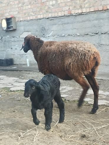 Баран, овца: Продаю | Овца (самка) | Для разведения | Матка — 3