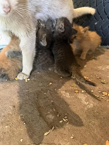 Отдам даром ! Котята домашние, помёт от одной кошки. Окрас в помёте