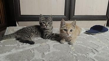 Отдадим в добрые руки игривых, прекрасных котят. Им 3 месяца, едят — 2