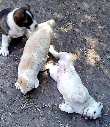 Иттер сатылат: Щенки среднеазиатской овчарки (Алабай) - Порода: среднеазиатская — 5