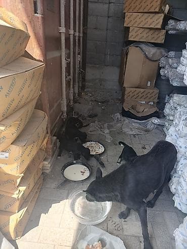 cane corso: Щенки в добрые руки — ищем любящий дом - Возраст: 1 месяц - Уже — 2