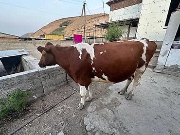 рабочи ат: Продаю | Корова (самка) | Для молока | Не стельные — 1