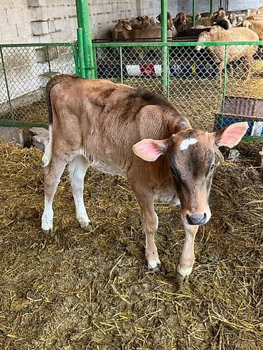 каракол собаки: Сатам | Кунаажын | Швиц | Бордоп семиртүү үчүн | Байланган — 4