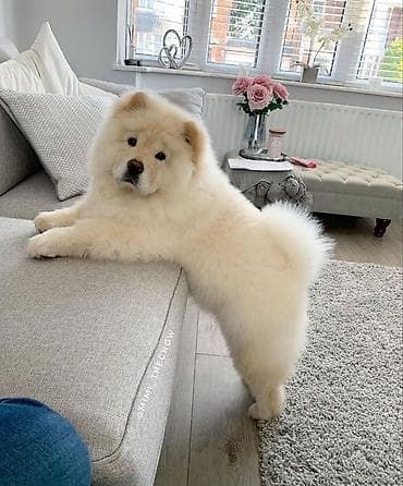 маленький собаки: Ищем щенка в добрую семью 🐶❤️ Ищем маленького пушистого друга для — 4