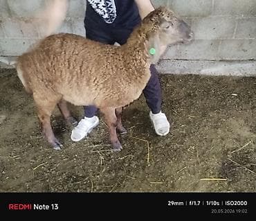 бенгальская домашняя кошка: Продаю | Ягненок | Для разведения | Племенные — 7