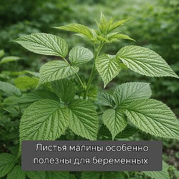 листья хрена: Листья малины — натуральное сырьё для заваривания чая и настоев — 1