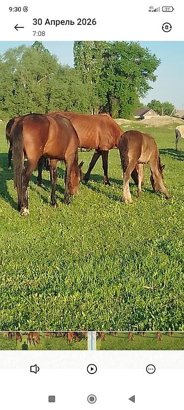 Айыл-чарба жаныбарлары: Сатам | Тай | Көбөйтүү үчүн | Асыл тукумдуу — 7