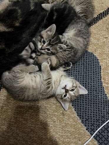 Котята, классический «тигровый» окрас (серо-бежевые и тёмно-серые