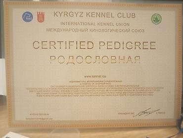 щенки спанелья: Предлагаются к продаже щенки лабрадор-ретривера. 🔸 Возраст: 34 дней 🔸 — 7