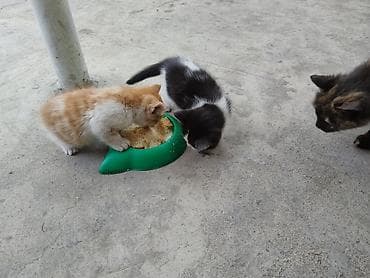 рыба маринка: Отдам котят в добрые и заботливые руки. Котята кушают все, приучены к — 3
