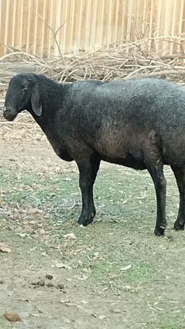 животные котенок: Продаю | Овца (самка) | Гиссарская | Для разведения — 3