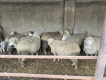 двухчубые голуби цена: Продаю | Овца (самка) | Меринос | Для разведения | Племенные — 1