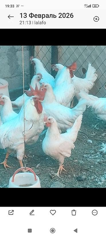 белые куры: Продаю | Цыплята | Леггорн | Несушки — 2