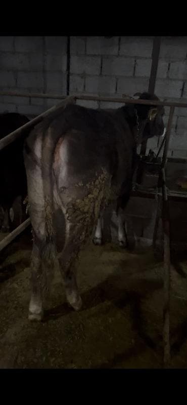 маленькие бычки: Продаю | Бык (самец) | На откорм | Привязанные — 2