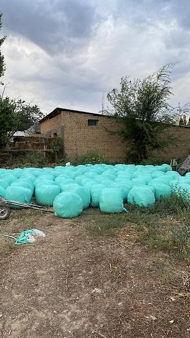 отдам в добрые руки кошку: Силос в индивидуальных рулонах - Кормовые тюки в индивидуальной — 2