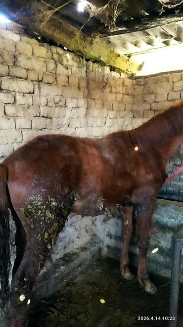 аренда лошадей: Продаю | Конь (самец) | Рабочий — 1