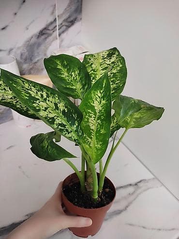 Продаю Диффенбахия (пестролистная, декоративно-лиственная)