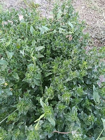 Дом и сад: Мята чайная. - Ароматная мята с выраженным ментоловым вкусом. - Кусты — 2