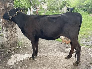 маточное молоко: Продаю | Корова (самка) | Абердин-ангус | Для молока | Привязанные — 3