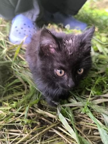 домашний кошка: Лесная, 3 месяца, Девочка, Черный, Приучена к лотку — 1