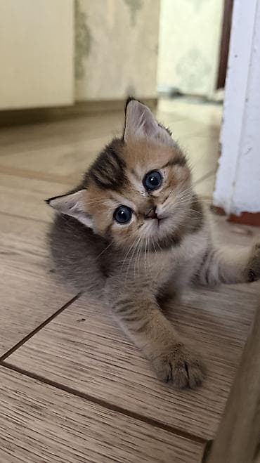 кошка каракол: 🐾 Открыта бронь на британских короткошерстных котят! 🐾Оба родителя — 5