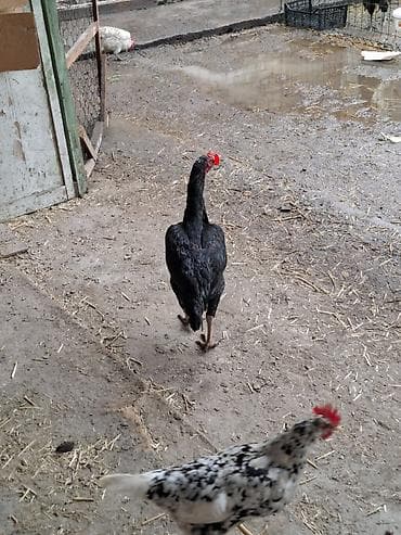 белый петух: Продаю | Петух | Бойцовая | Для разведения — 3