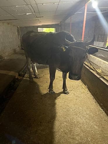 Үй жаныбарлары: Сатам | Уй (ургаачы) | Аргын | Сүт алуу үчүн | Байланган — 2