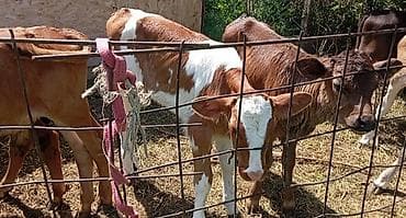 кубок кок бору: Продаю | Музоо, торпок | На откорм | Искусственник — 4