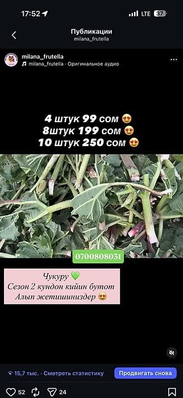 Зелень и микрозелень: Чукуру Бишкек Ышкын Бишкек Кымыздык Бишкек Боткок Бишкек 4ШТУК 99 — 2