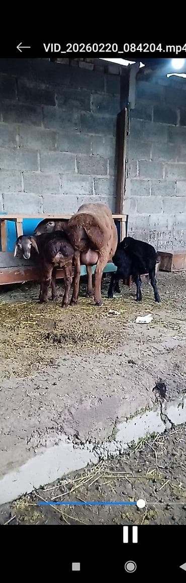 Аквариумдар: Сатам | Ургаачы кой (ургаачы) | Көбөйтүү үчүн | Ургаачы — 1