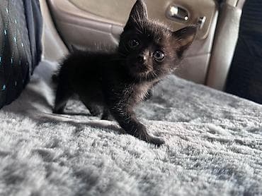 шотландская кошка: Беспородная, 2 месяца, Девочка, Черный, Приучена к лотку — 3