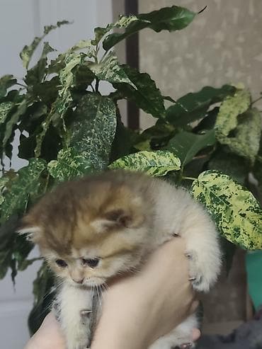 Скотиш Страйт (Шотландская прямоухая), 1 месяц, Девочка, Золотая шиншилла, Проглистована