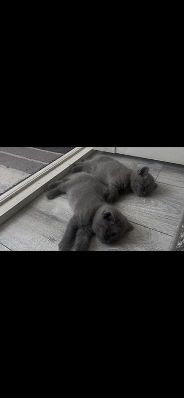Британские короткошёрстные котята, окрас сплошной голубой (blue). - — 1