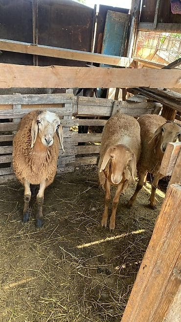 кукуруз варка: Продаю | Баран (самец) — 3