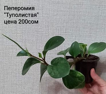 ph down: Хойя «Crimson Queen» (вариегатная) Адрес-Токтогула/Уметалиева - — 8
