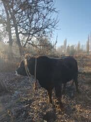 купить щенка немецкой овчарки в бишкеке: Швиц бука сатылат Бир жаш сегиз ай бою Бир 43 чыгат — 8