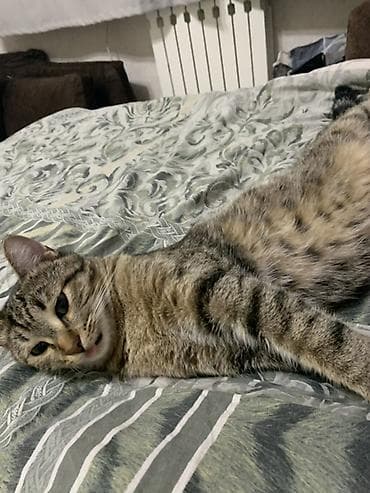 scottish fold: Кошка даром: Беспородная, 4 года, Мальчик — 9