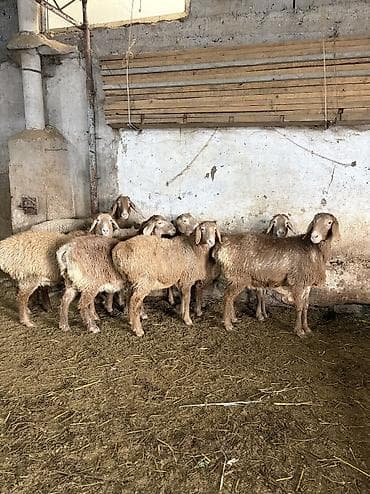 Продаю | Овца (самка) | Арашан | Для разведения | Ярка