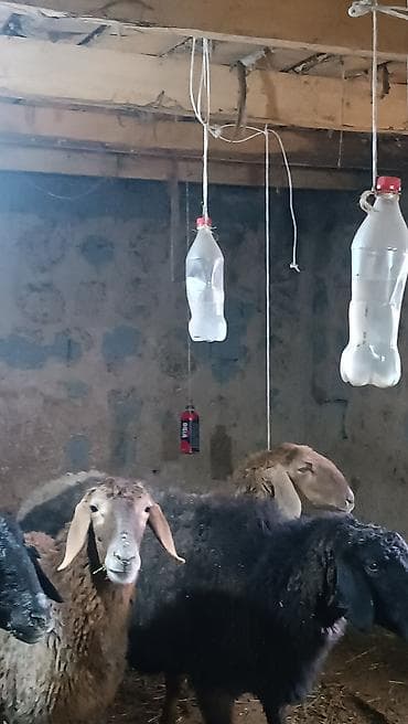 лошадь каракол: Продаю | Баран (самец) | Арашан | Для разведения | Матка — 2