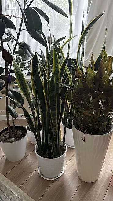 купить кухонный уголок: Комнатные растения в горшках — набор для озеленения интерьера. Состав — 2