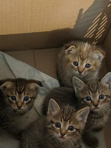 Милые котята тигрового окраса - Помёт из четырёх котят: классические