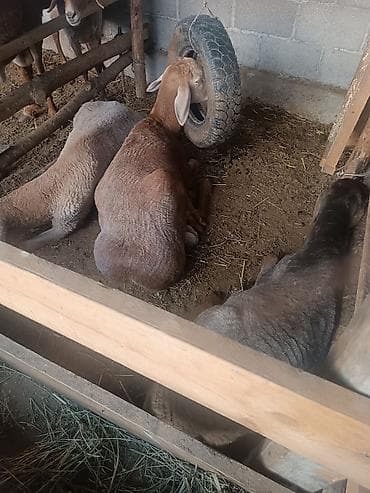 продам котят шотландских: Продаю | Баран (самец) | Арашан | На забой | Племенные, Осеменитель — 4