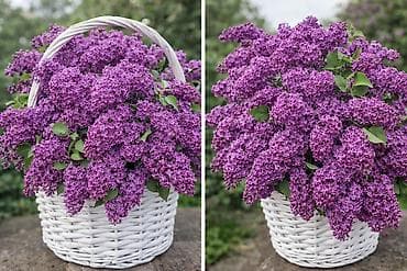 сирени: Сирень калированная❤️💜 насыщенно-фиолетовая ❤️😍отличная возможность — 1